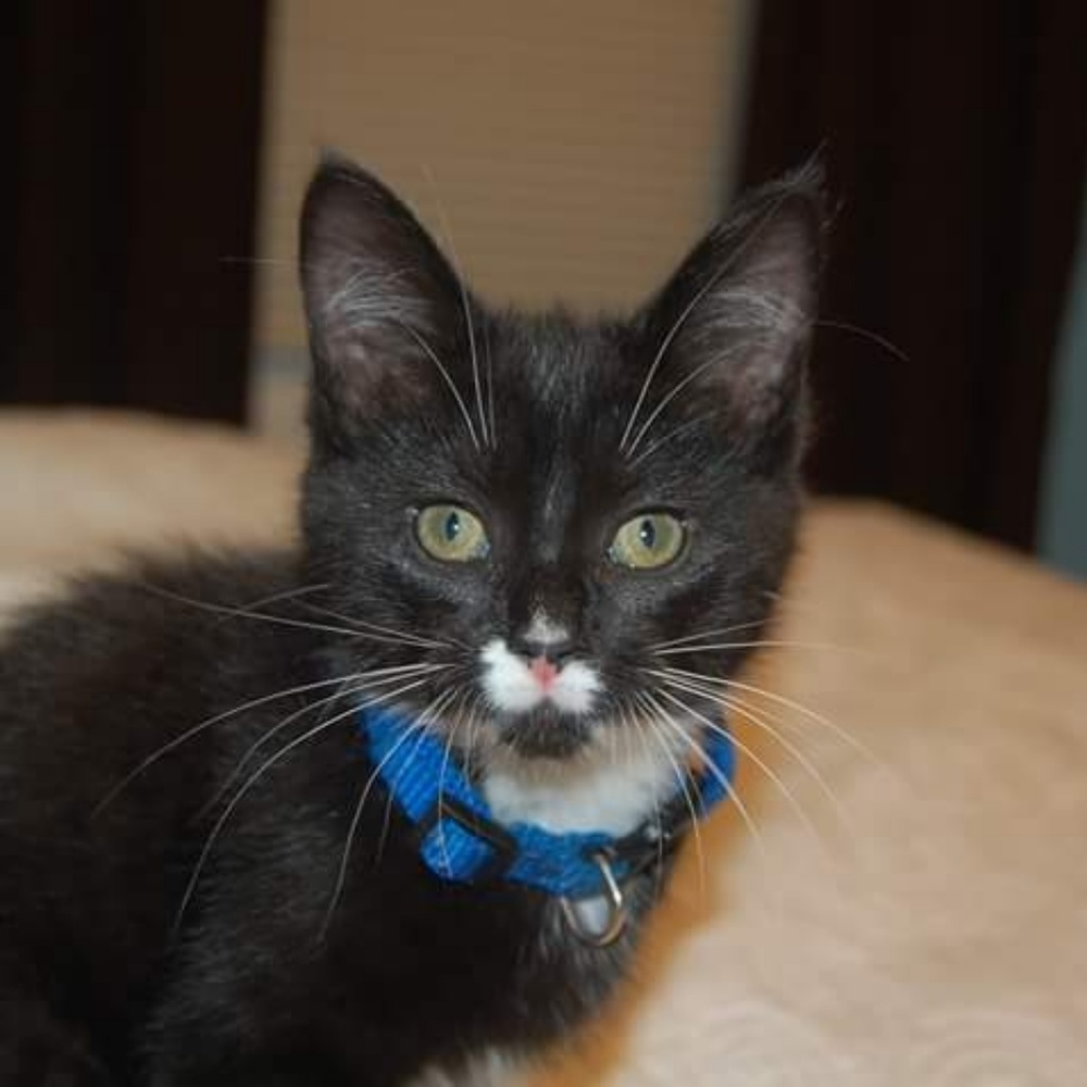 Meet your Posher, Amy